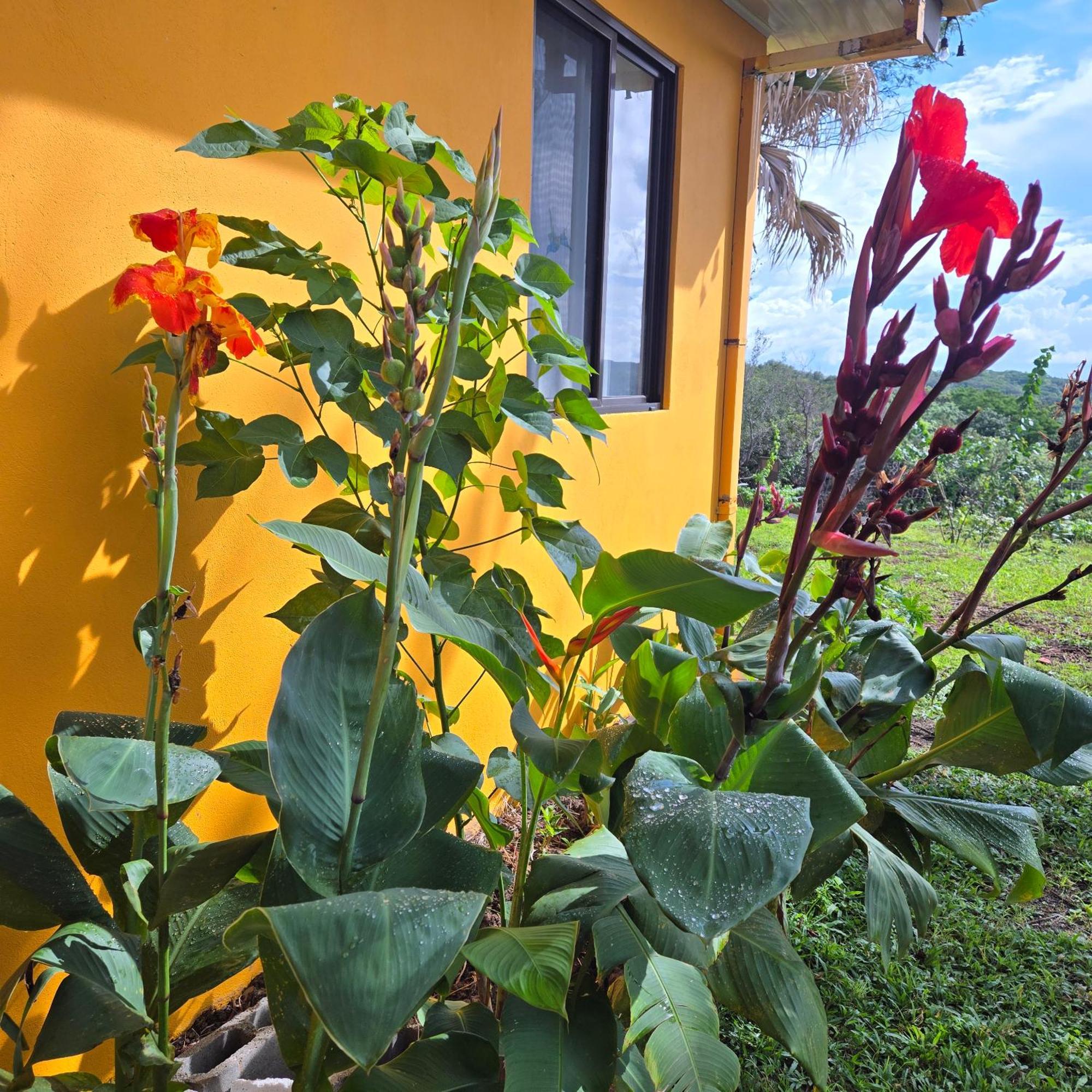 Hacienda En Los Volcanes Guayabo  Esterno foto